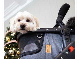 Caring for Your Canine Companion During The Holiday Season - La Luna Pet Care
