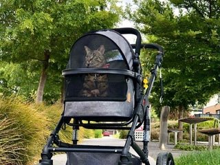 How To Take Your Cat For A Stroll - La Luna Pet Care