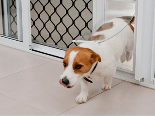 Training your Pets to use a pet door. - La Luna Pet Care