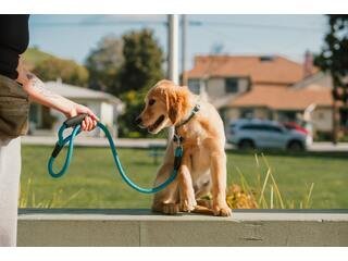 Understanding Pet Insurance - La Luna Pet Care