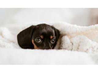 Unleashing Good Puppy Behaviour - La Luna Pet Care