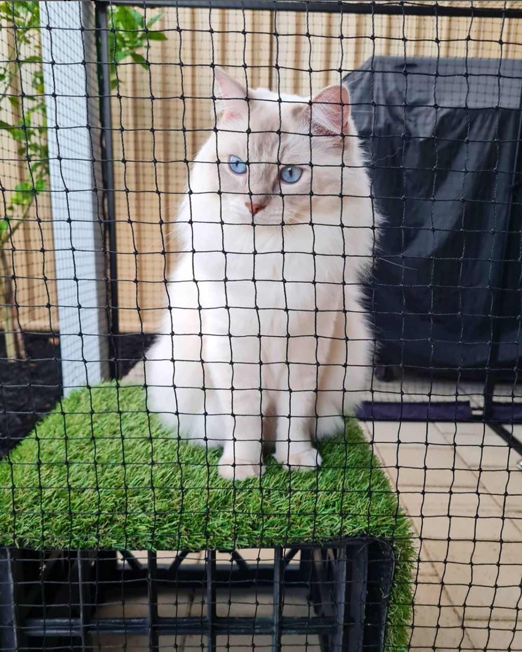 Cat in Cat Cabana Cat Enclosure