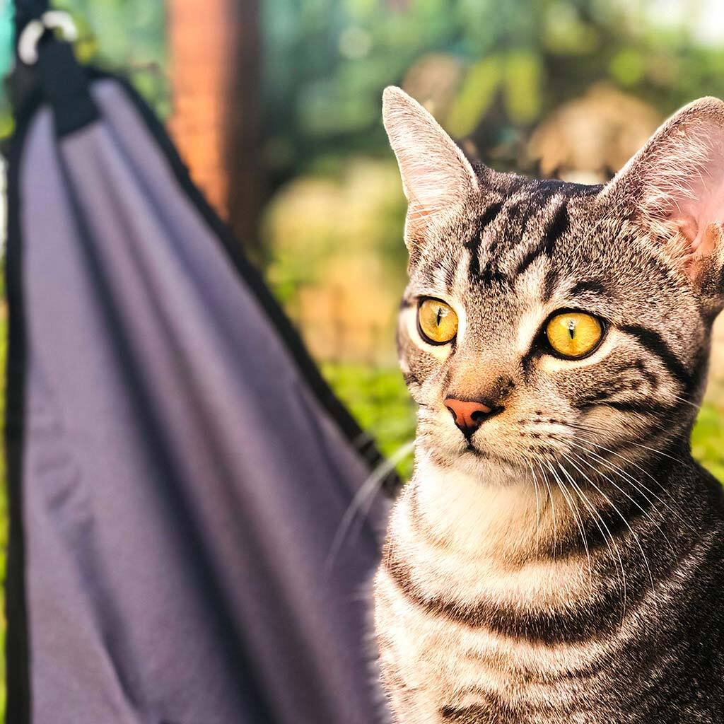Hammock For The Cat Cabana Cat Enclosure - La_Luna_Pet_Care