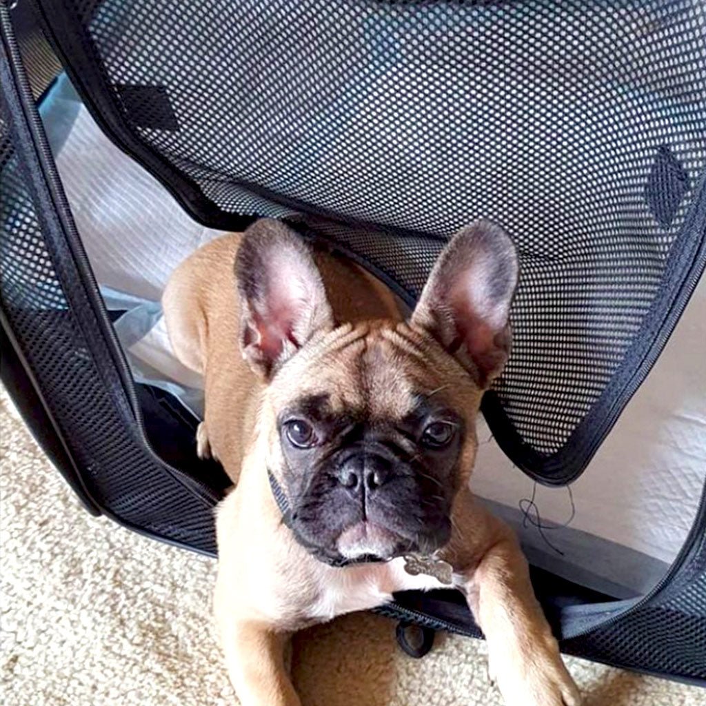 Portable Pop Up Pet Pen - La_Luna_Pet_Care