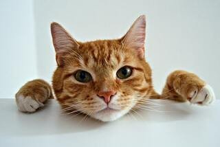 A Comprehensive Guide to Understanding Your Cat's Behaviour - La Luna Pet Care