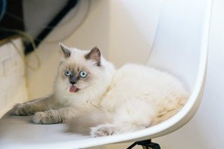 Cool Cats: A Guide to Keeping Your Cat Cool This Summer - La Luna Pet Care