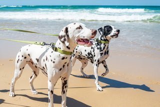Keeping Your Dog Safe & Cool In The Summer Months - La Luna Pet Care