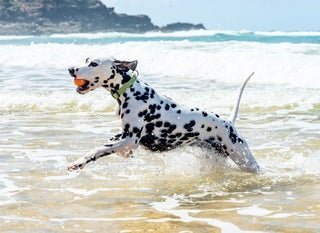 Summer Activities To Do With Your Dog - La Luna Pet Care