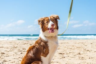 Tips For Keeping Your Dog Safe At The Beach - La Luna Pet Care