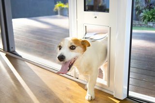 Training Your Dog To Use A Patio Pet Door - La Luna Pet Care