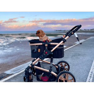 Ultimate Guide to Choosing a Pet Stroller: Factors for Your Pet's Comfort and Safety - La Luna Pet Care