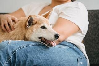 Understanding Canine Body Language: What Your Dog Is Trying to Tell You - La Luna Pet Care