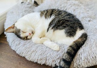 Understanding Why Cats Sleep So Much - La Luna Pet Care